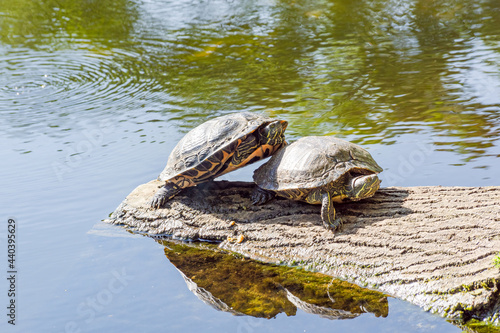 Scene of turtles taking a sunbath.