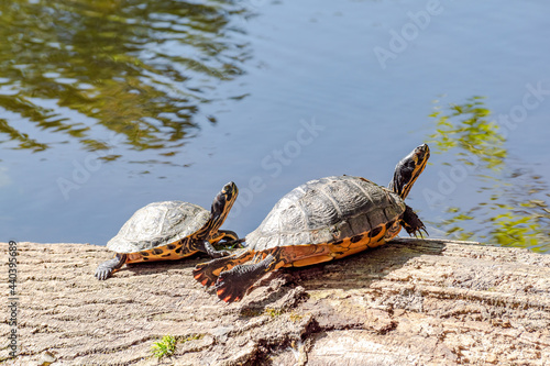 The turtles are sunbathing on a log.