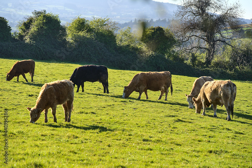 Photography Beautiful bright view of herd of brown cows peacefully grazing at local farm near Puck's Castle Ln, Ballycorus, County Dublin, Ireland