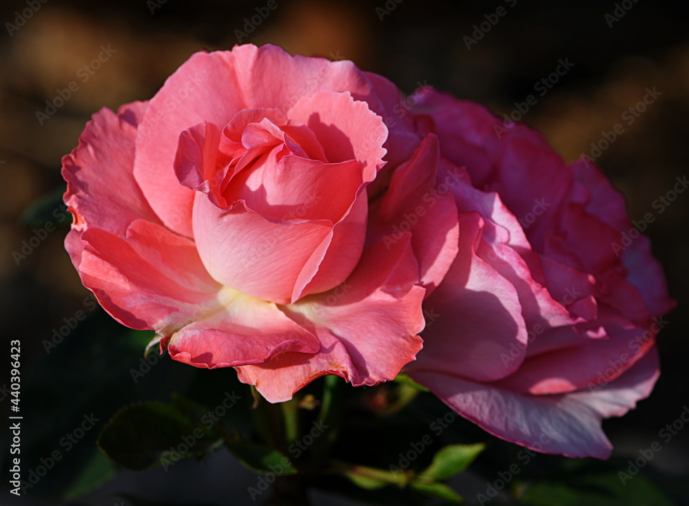 Fototapeta premium rose