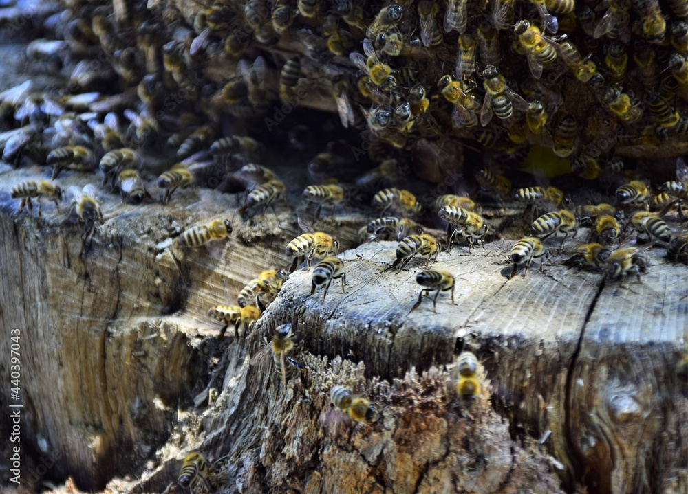 Fototapeta premium bee society in nature