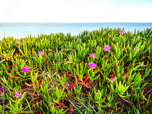 flowers in the grass