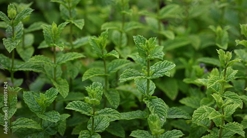 Wallpaper Mural menthe Torontodigital.ca