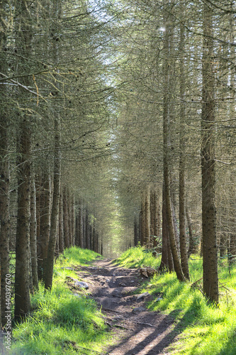 Beautiful bright view of narrow trail between aligned long trees of fir in Carrickgollogan Forest, Ballycorus, Co. Dublin, Ireland. Soft and selective focus photo