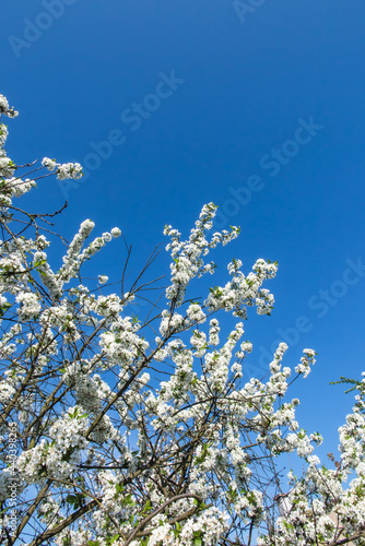 Cherry with lots of white flowers