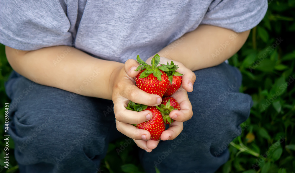 Fresh strawberries in the hands of a child. Selective focus. Fresh strawberries in the hands of a child. Selective focus.