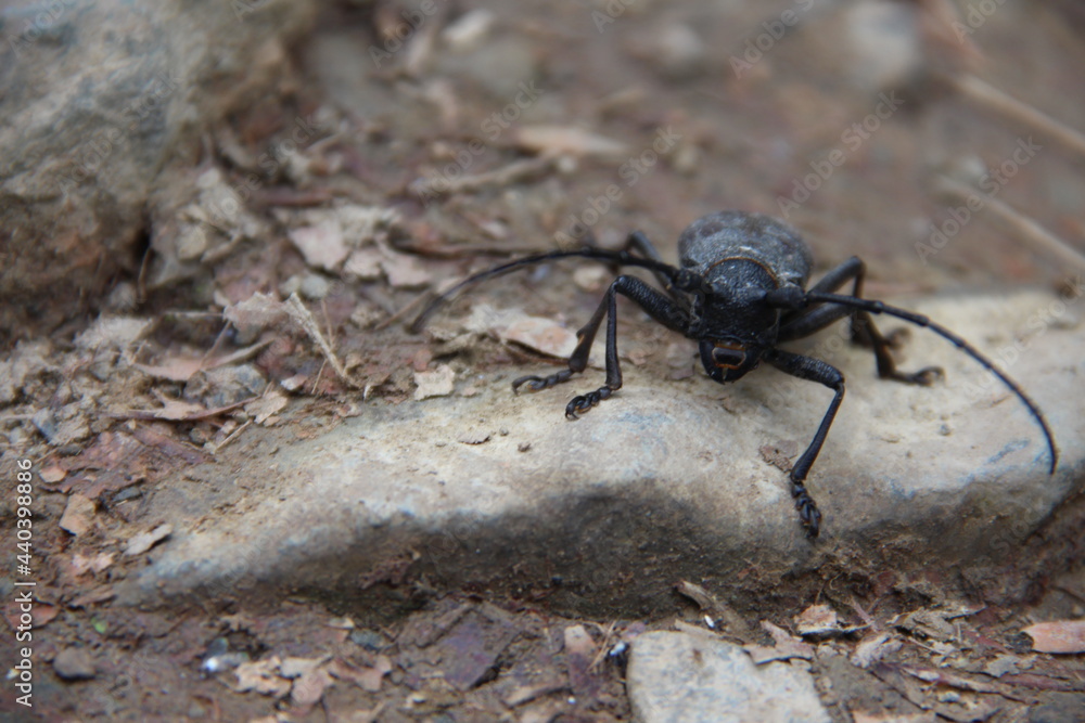 a barbel beetle sits on the ground a barbel beetle sits on the ground