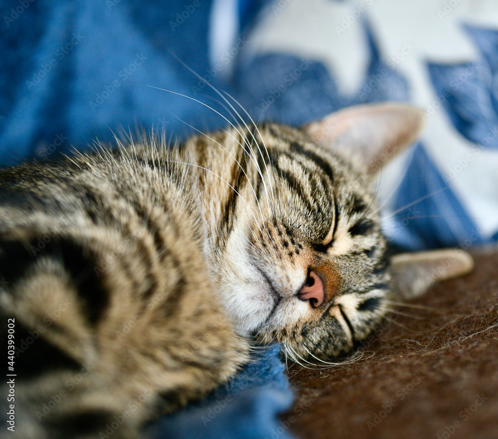 Young tabby cat taking a nap.