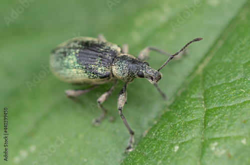 Nettle Weevil (Phyllobius pomaceus) © Chris