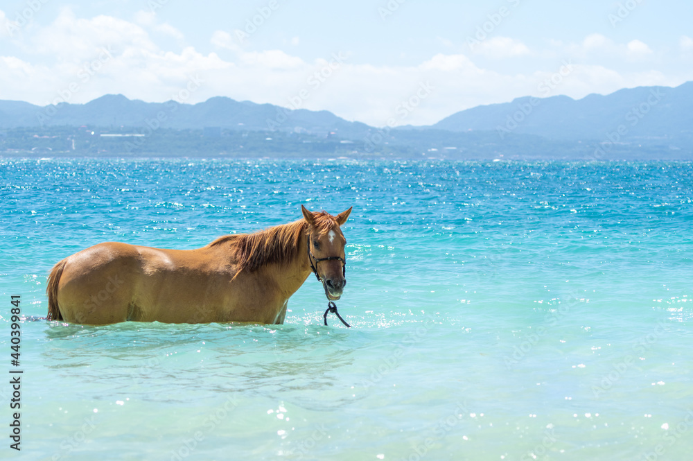 沖縄県伊江島のビーチで泳ぐ馬 沖縄県伊江島のビーチで泳ぐ馬