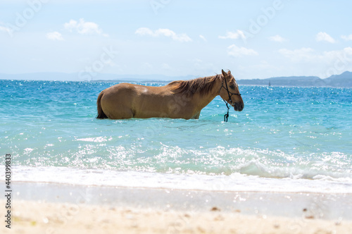 沖縄県伊江島のビーチで泳ぐ馬