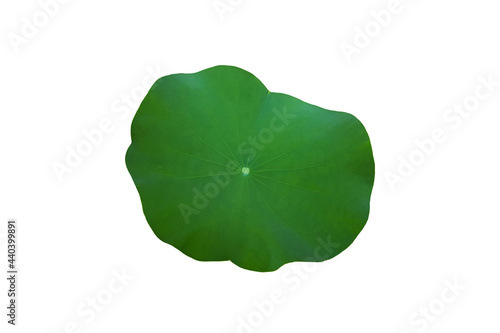 Isolated green waterlily leaf on green background and 
