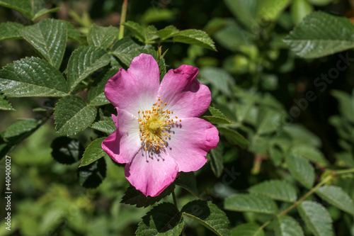 Dog rose Rosa canina light pink flowers in bloom on branches, beautiful wild flowering shrub, green leaves