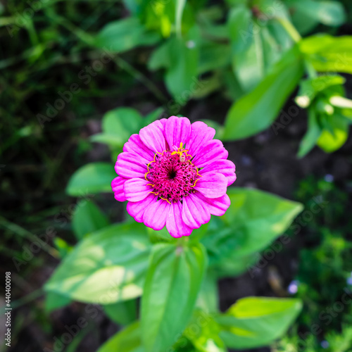 Natural flowers in the gardel photo