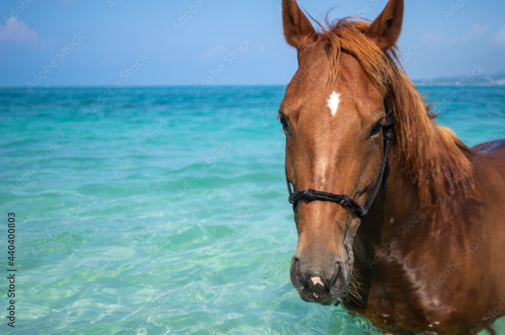 沖縄県伊江島のビーチで泳ぐ馬 沖縄県伊江島のビーチで泳ぐ馬