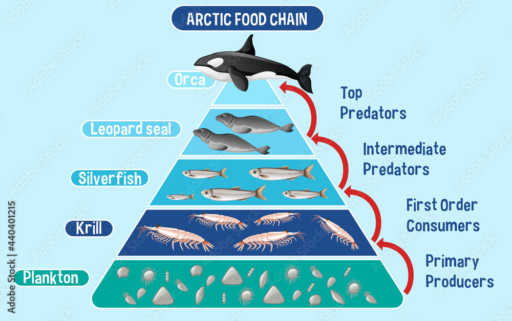 Diagram showing Arctic food chain for education Stock Vector Biology Diagrams