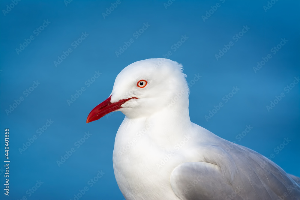 Seagull photographed from the wind up standing with blue water in the background. Seagull photographed from the wind up standing with blue water in the background.