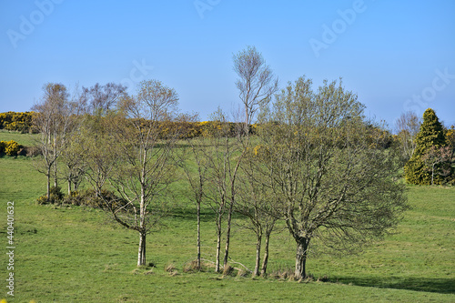Beautiful bright selective view of group of different trees growing on spring meadows with shadows, Ballycorus, Co. Dublin, Ireland. Irish landscape. High resolution