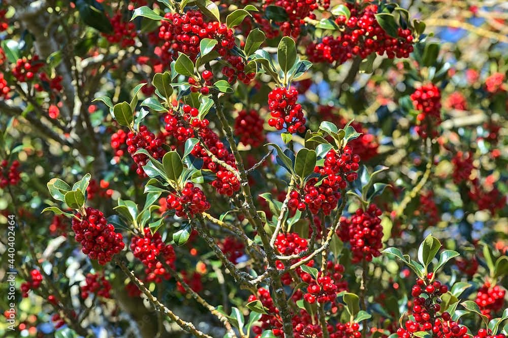 Obraz premium Beautiful bright background of spring red berries of holly tree (Ilex) with dark green leaves, Co. Dublin, Ireland. High resolution. Soft and selective focus
