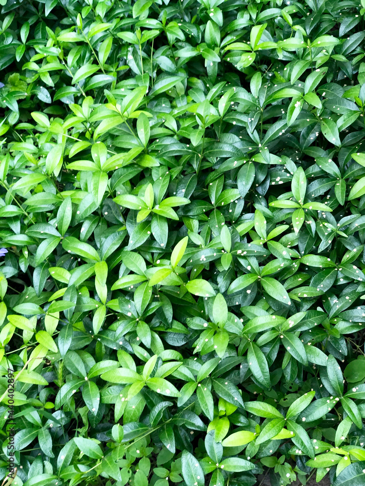 Background design from live green little leaves Background design from live green little leaves