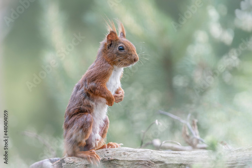 Eurasian red squirrel (Sciurus vulgaris) in the forest of Overijssel in the Netherlands. 