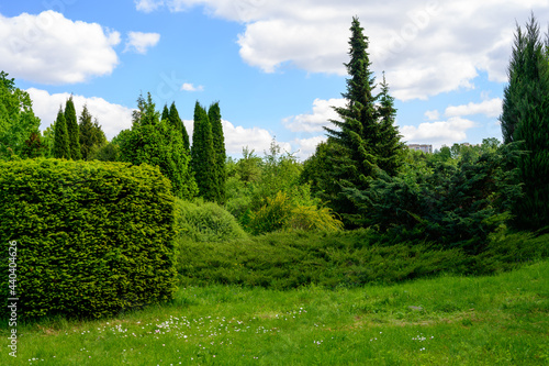 Photo of a beautiful sky with crowns of trees and bushes. Park greenery in summer.