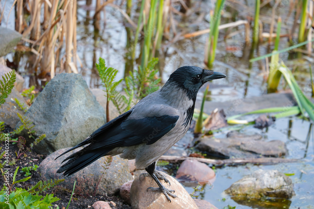 Fototapeta premium Close-up of a black crow standing on a stone by the water.