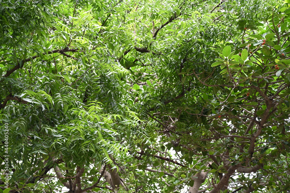 Fototapeta premium the leaves of a neem tree and almond tree merged