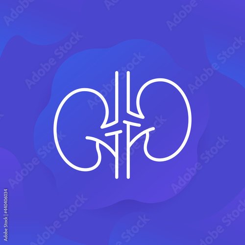 kidneys and nephrology line icon