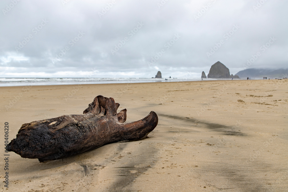 Driftwood on Cannon Beach, Oregon with the Haystacks in the background