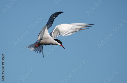 Common tern, Sterna hirundo photo