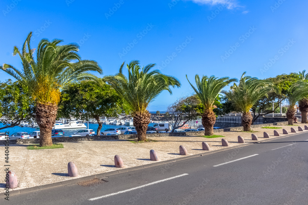 Palmiers dattiers sur le Front de Mer, Saint-Pierre, île de la Réunion 