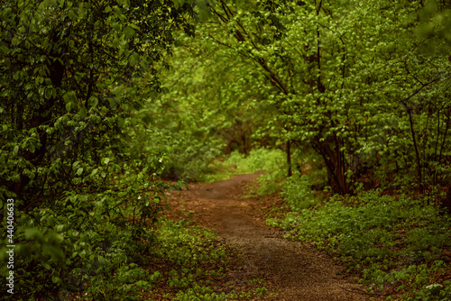 Dark moody forest