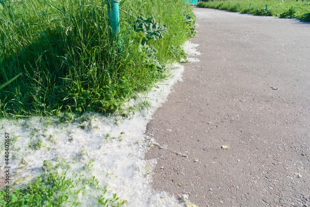 Poplar fluff on the edge of an asphalt road