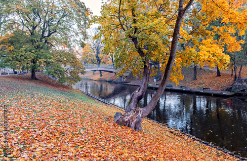 Golden colors of autumn in a public domain park, Europa, Latvia, Riga