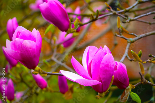 Blooming beautiful magnolia in the park in spring or summer. Aromatic smell during flowering.