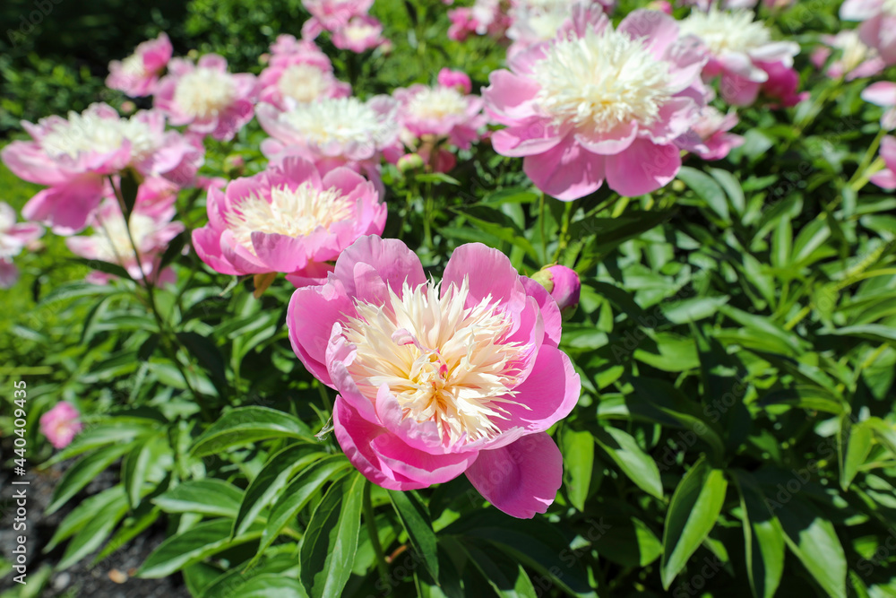 Spring blooming pink and white peony. Spring blooming pink and white peony.