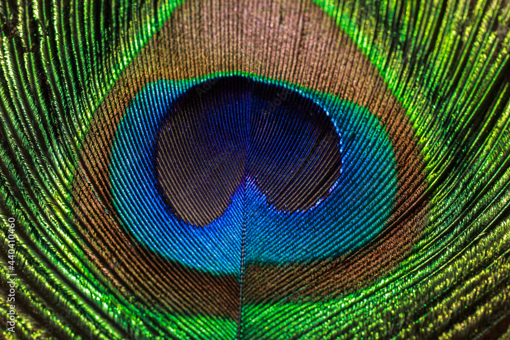 peacock feather close up. Peafowl feather. Abstract background. Mor pankh.  Stock Photo | Adobe Stock