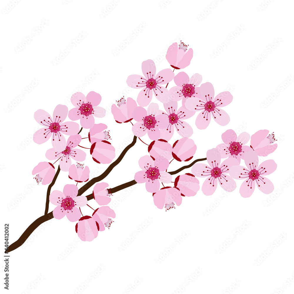 Pink cherry blossom isolated on white, vector illustration