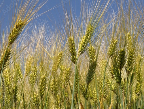 beautiful wheat ears with long hairs in a field in the countryside at a sunny day in springtime