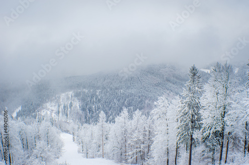 snow covered trees © Sven Förter