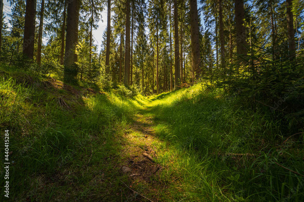 Fototapeta premium path in the woods