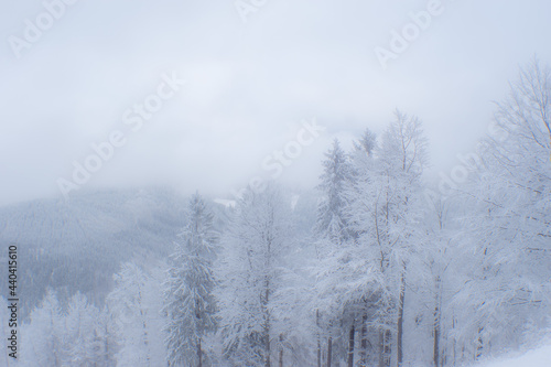 trees in the snow and fog