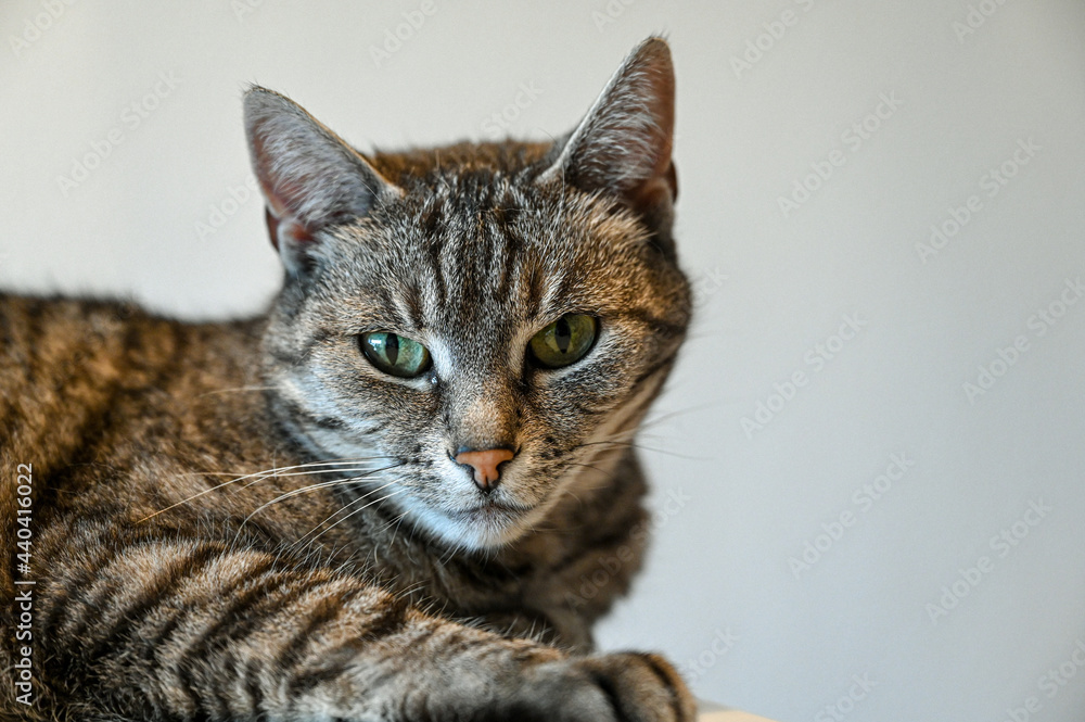 Portrait of European shorthair cat with green eyes
