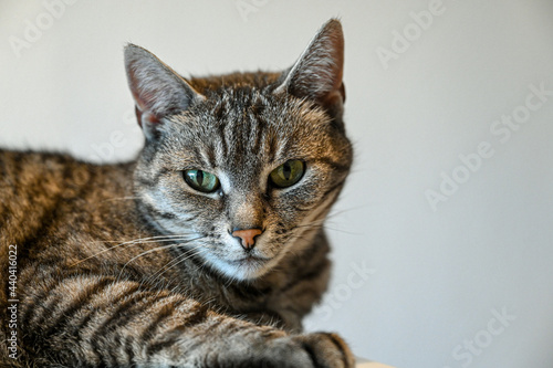 Fototapeta Naklejka Na Ścianę i Meble -  Portrait of European shorthair cat with green eyes