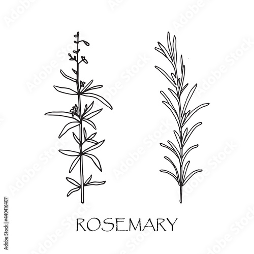 Vector illustration of rosemary. Doodle sketch.