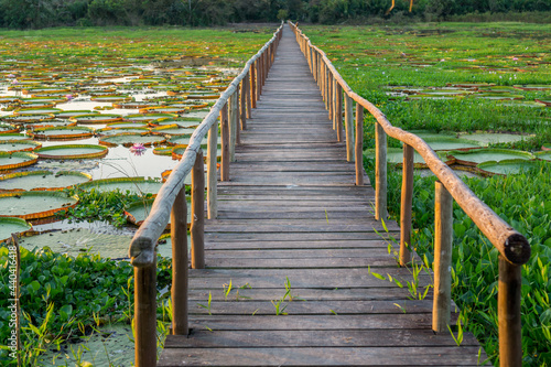 Brazilian Panantal, Victoria Regia plant and wooden footbridge