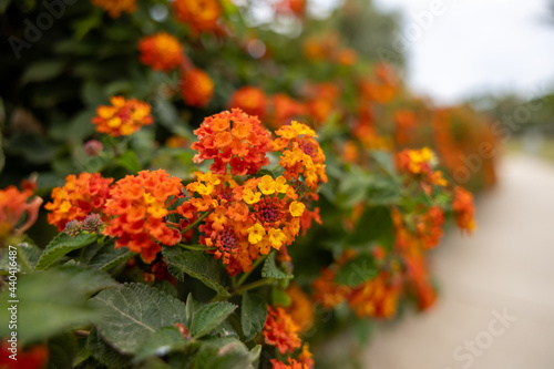 Fototapeta Naklejka Na Ścianę i Meble -  Spring flowers in Spain