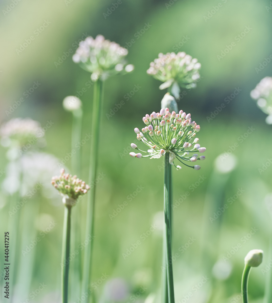 Nature background. Selective focus. Close up. Nature background. Selective focus. Close up.