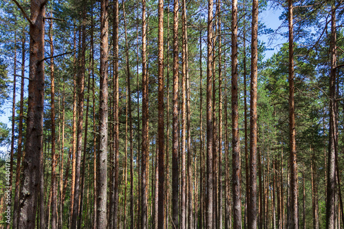 Pine trees in a forest in northern Russia on a sunny summer day. Coniferous forests of the middle latitude. Straight vertical tree trunks. photo